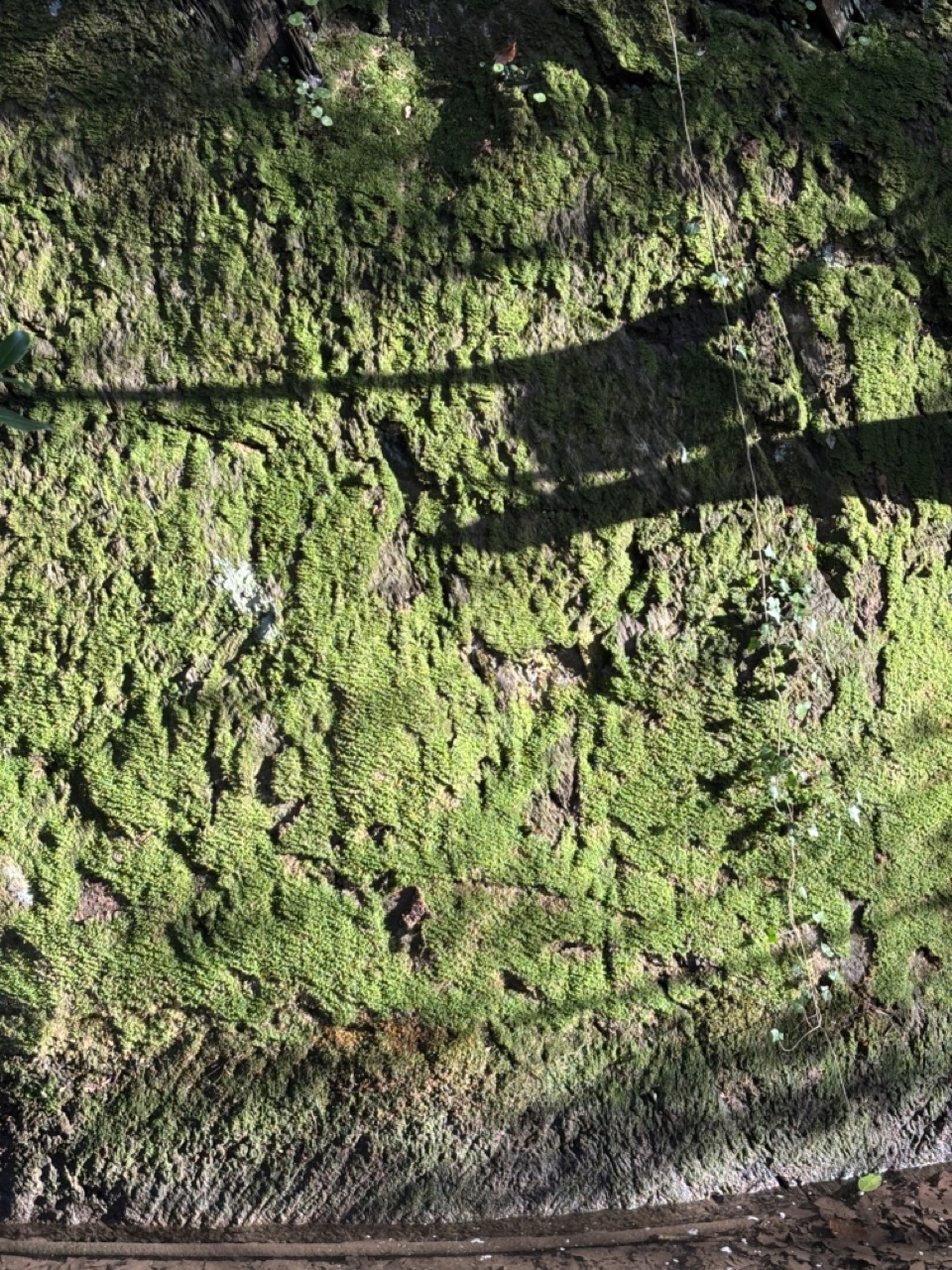 Photograph of moss covering, the shadow of a bird